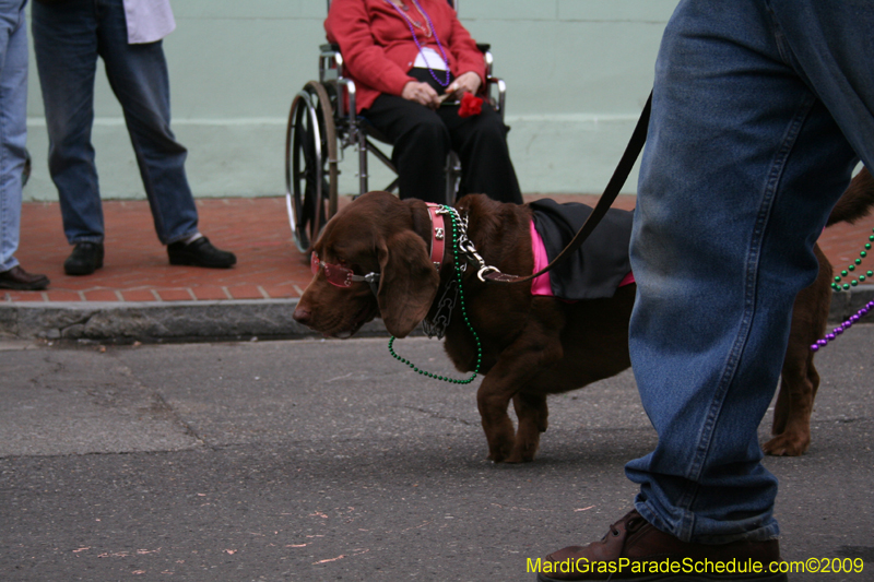 2009-Mystic-Krewe-of-Barkus-Mardi-Gras-French-Quarter-New-Orleans-Dog-Parade-0628