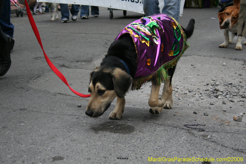 2009-Mystic-Krewe-of-Barkus-Mardi-Gras-French-Quarter-New-Orleans-Dog-Parade-0646