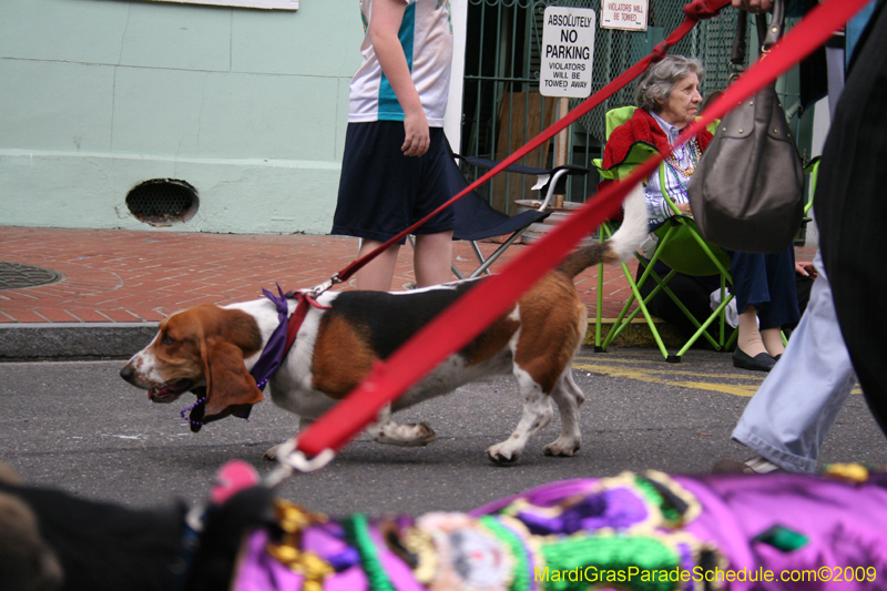 2009-Mystic-Krewe-of-Barkus-Mardi-Gras-French-Quarter-New-Orleans-Dog-Parade-0647