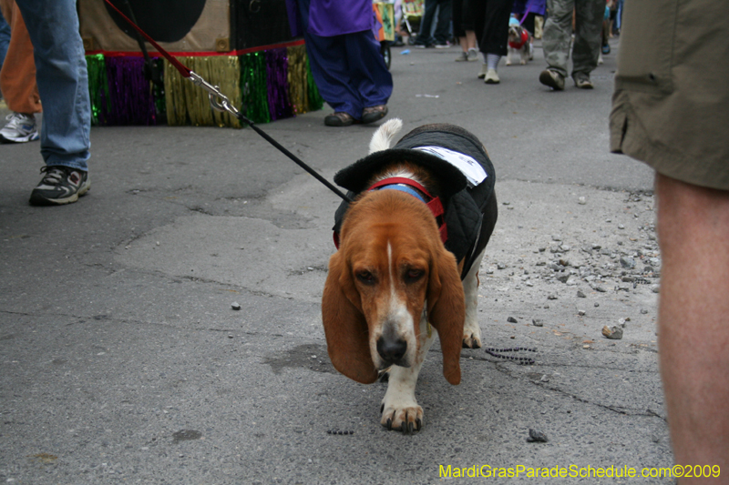 2009-Mystic-Krewe-of-Barkus-Mardi-Gras-French-Quarter-New-Orleans-Dog-Parade-0649