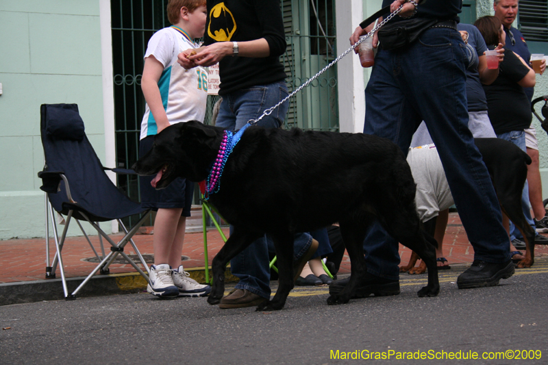 2009-Mystic-Krewe-of-Barkus-Mardi-Gras-French-Quarter-New-Orleans-Dog-Parade-0651