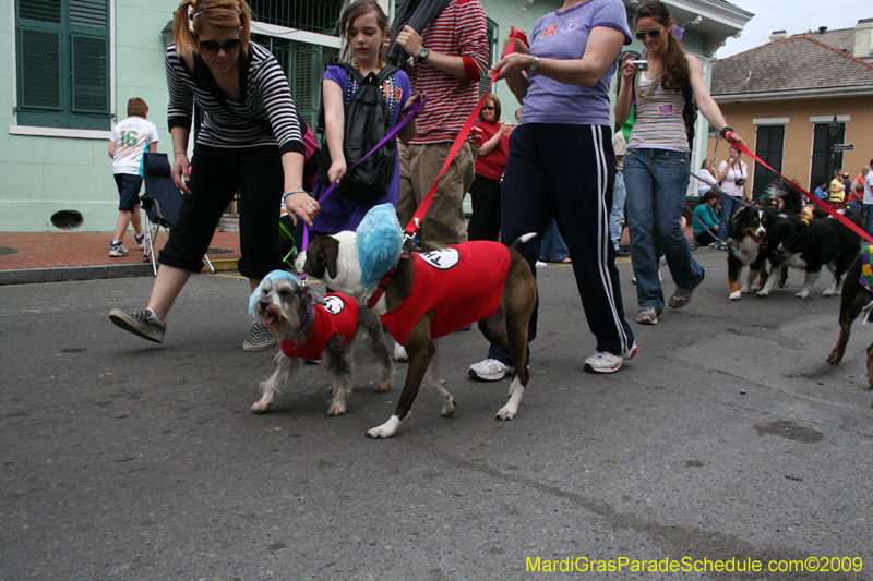 2009-Mystic-Krewe-of-Barkus-Mardi-Gras-French-Quarter-New-Orleans-Dog-Parade-0652