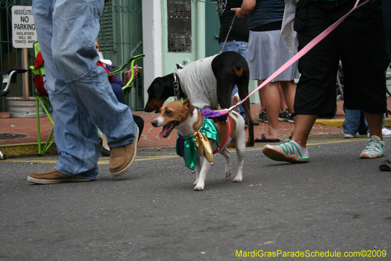 2009-Mystic-Krewe-of-Barkus-Mardi-Gras-French-Quarter-New-Orleans-Dog-Parade-0654