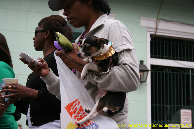 2009-Mystic-Krewe-of-Barkus-Mardi-Gras-French-Quarter-New-Orleans-Dog-Parade-0655