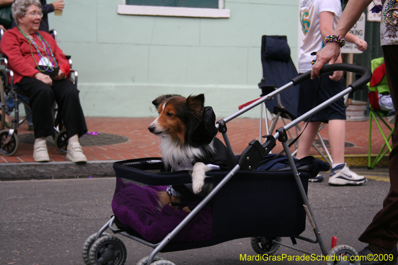 2009-Mystic-Krewe-of-Barkus-Mardi-Gras-French-Quarter-New-Orleans-Dog-Parade-0656