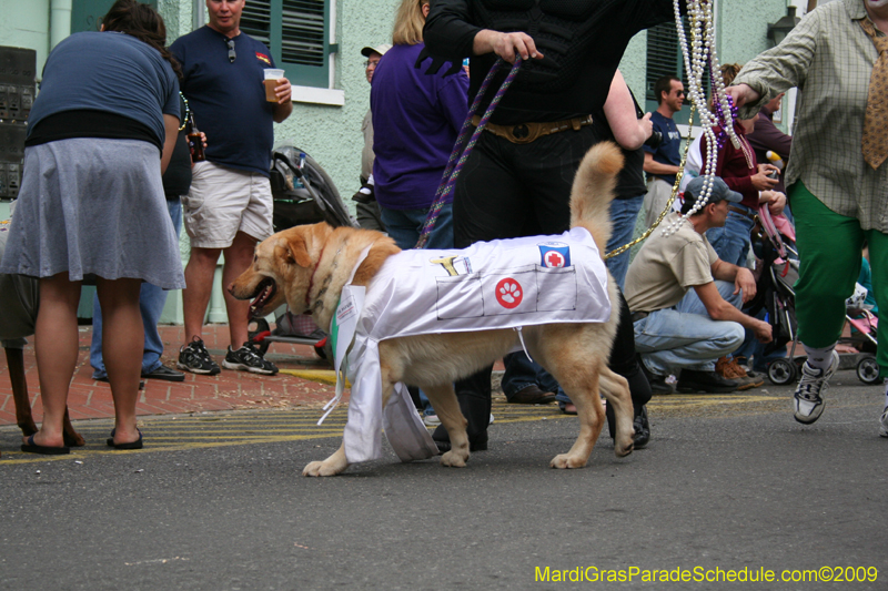 2009-Mystic-Krewe-of-Barkus-Mardi-Gras-French-Quarter-New-Orleans-Dog-Parade-0657