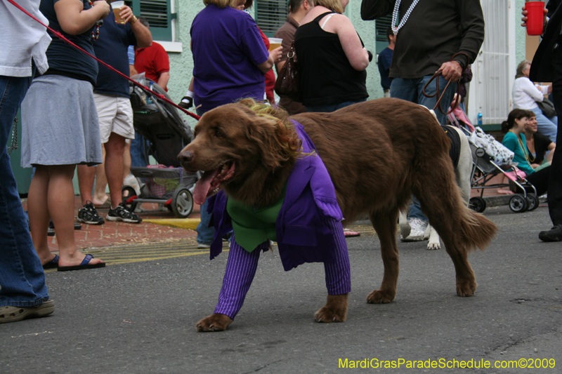 2009-Mystic-Krewe-of-Barkus-Mardi-Gras-French-Quarter-New-Orleans-Dog-Parade-0658