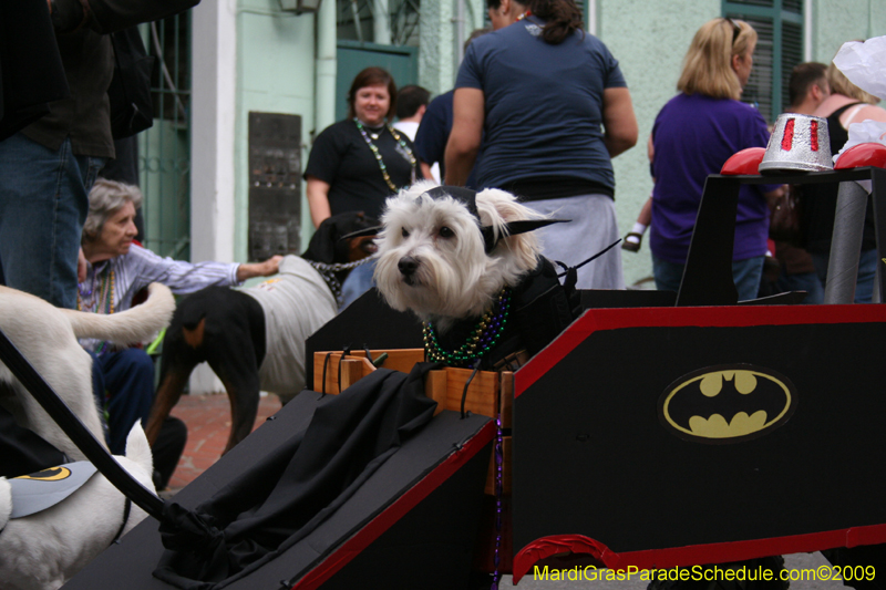 2009-Mystic-Krewe-of-Barkus-Mardi-Gras-French-Quarter-New-Orleans-Dog-Parade-0660