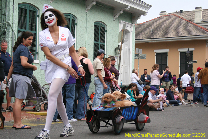 2009-Mystic-Krewe-of-Barkus-Mardi-Gras-French-Quarter-New-Orleans-Dog-Parade-0664