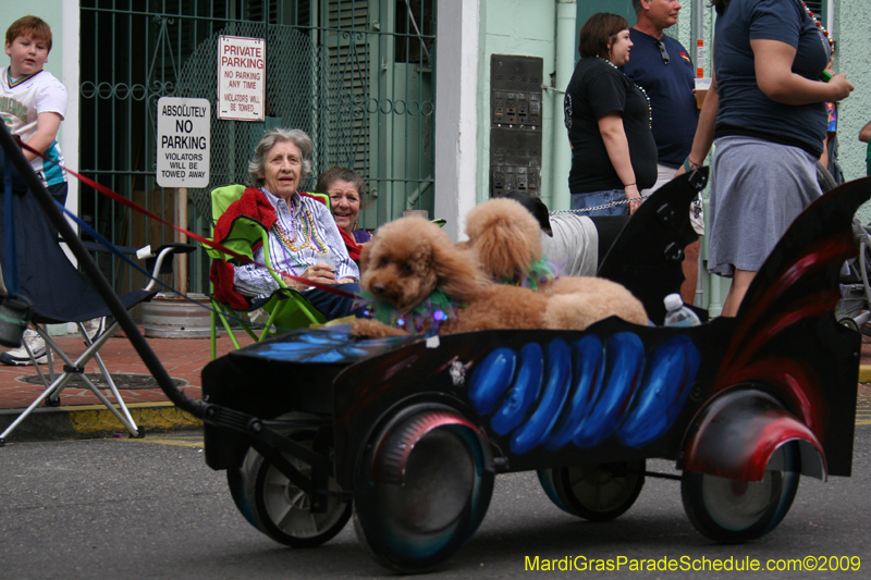 2009-Mystic-Krewe-of-Barkus-Mardi-Gras-French-Quarter-New-Orleans-Dog-Parade-0665