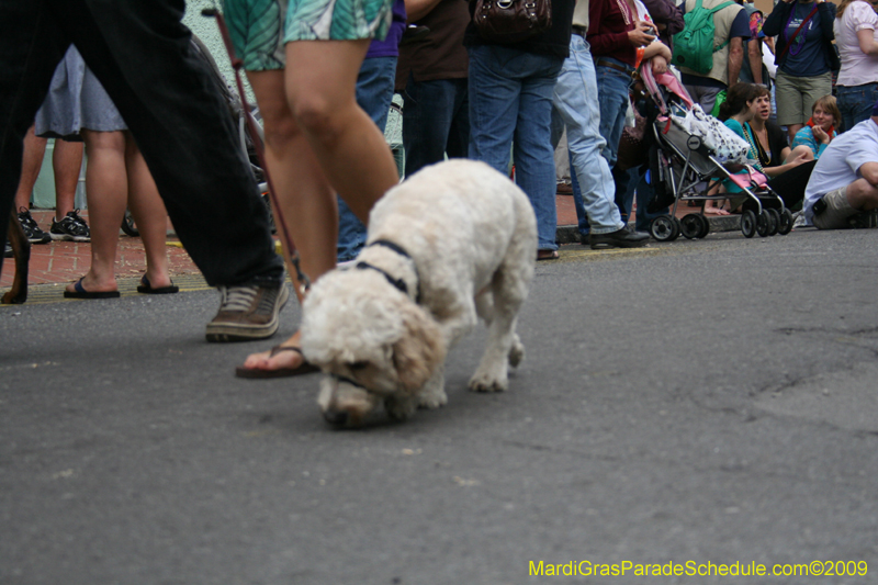 2009-Mystic-Krewe-of-Barkus-Mardi-Gras-French-Quarter-New-Orleans-Dog-Parade-0666