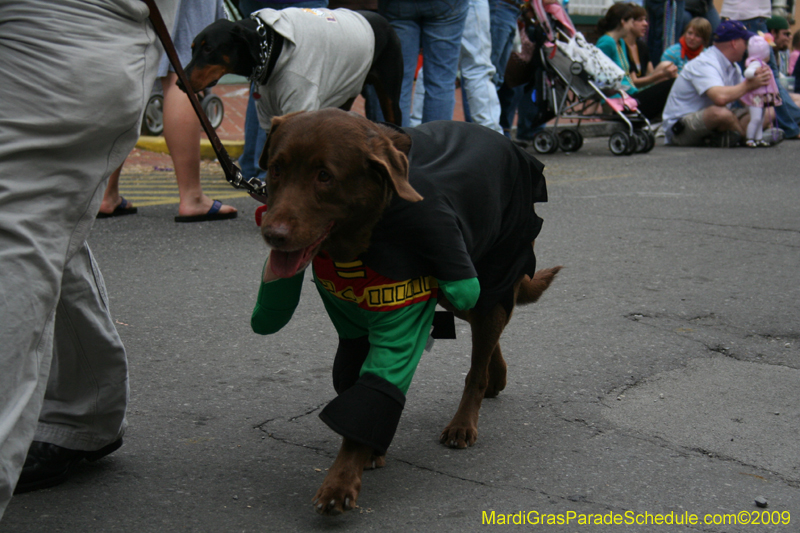 2009-Mystic-Krewe-of-Barkus-Mardi-Gras-French-Quarter-New-Orleans-Dog-Parade-0668