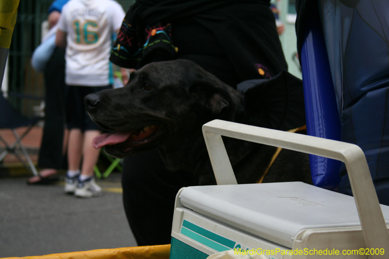 2009-Mystic-Krewe-of-Barkus-Mardi-Gras-French-Quarter-New-Orleans-Dog-Parade-0669