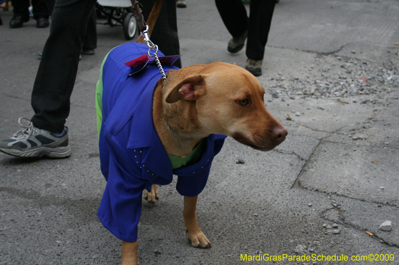 2009-Mystic-Krewe-of-Barkus-Mardi-Gras-French-Quarter-New-Orleans-Dog-Parade-0670