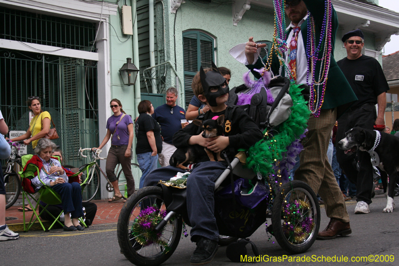 2009-Mystic-Krewe-of-Barkus-Mardi-Gras-French-Quarter-New-Orleans-Dog-Parade-0672