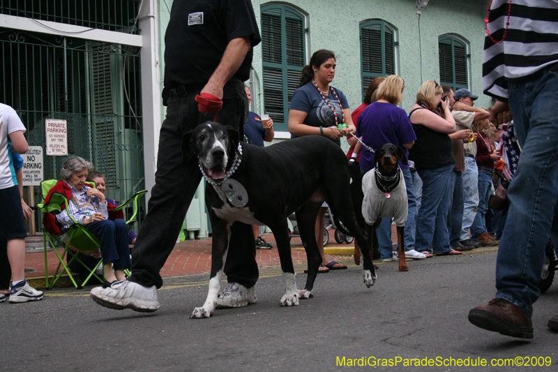 2009-Mystic-Krewe-of-Barkus-Mardi-Gras-French-Quarter-New-Orleans-Dog-Parade-0673