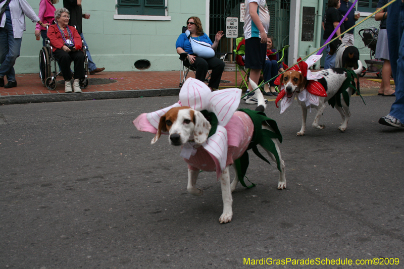 2009-Mystic-Krewe-of-Barkus-Mardi-Gras-French-Quarter-New-Orleans-Dog-Parade-0676