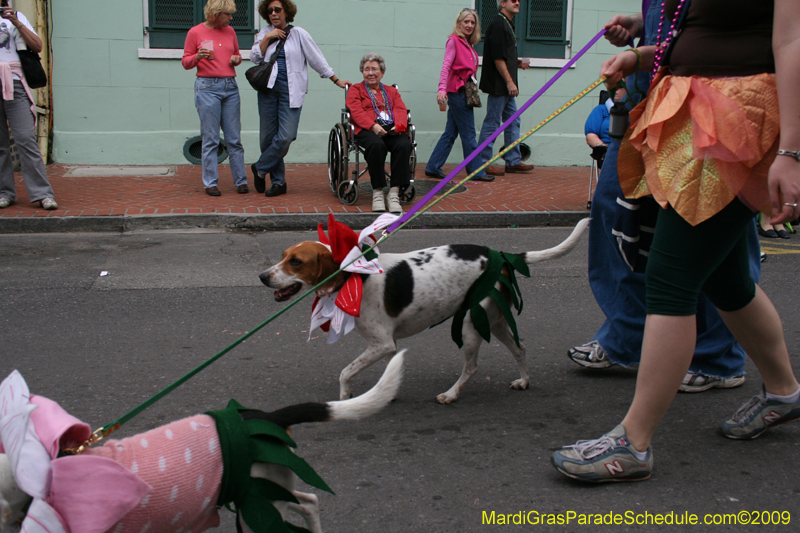 2009-Mystic-Krewe-of-Barkus-Mardi-Gras-French-Quarter-New-Orleans-Dog-Parade-0677