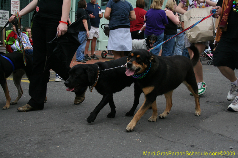 2009-Mystic-Krewe-of-Barkus-Mardi-Gras-French-Quarter-New-Orleans-Dog-Parade-0678