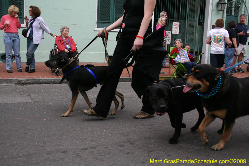 2009-Mystic-Krewe-of-Barkus-Mardi-Gras-French-Quarter-New-Orleans-Dog-Parade-0679