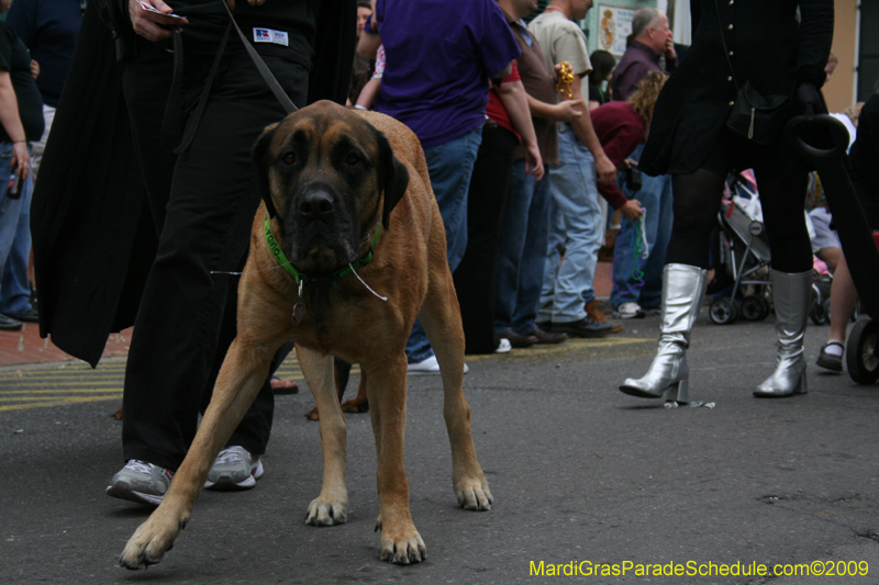 2009-Mystic-Krewe-of-Barkus-Mardi-Gras-French-Quarter-New-Orleans-Dog-Parade-0682