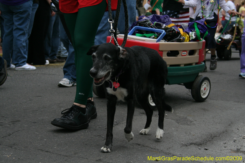 2009-Mystic-Krewe-of-Barkus-Mardi-Gras-French-Quarter-New-Orleans-Dog-Parade-0684