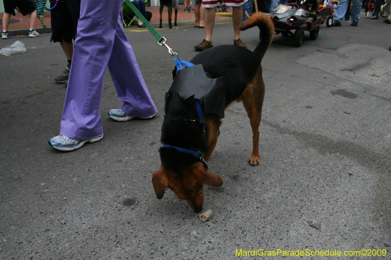 2009-Mystic-Krewe-of-Barkus-Mardi-Gras-French-Quarter-New-Orleans-Dog-Parade-0686