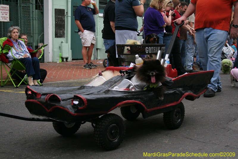 2009-Mystic-Krewe-of-Barkus-Mardi-Gras-French-Quarter-New-Orleans-Dog-Parade-0687