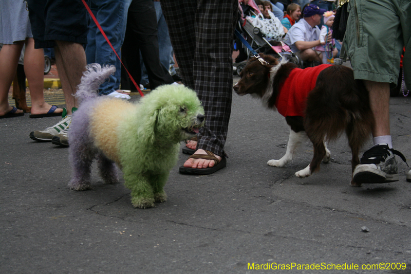 2009-Mystic-Krewe-of-Barkus-Mardi-Gras-French-Quarter-New-Orleans-Dog-Parade-0689