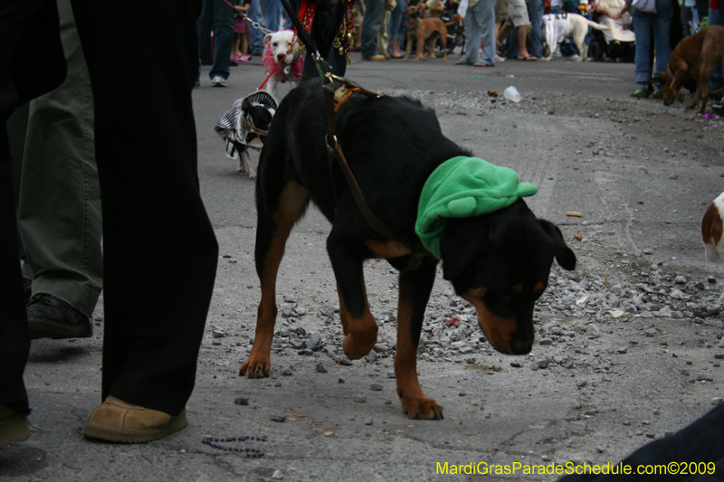 2009-Mystic-Krewe-of-Barkus-Mardi-Gras-French-Quarter-New-Orleans-Dog-Parade-0690