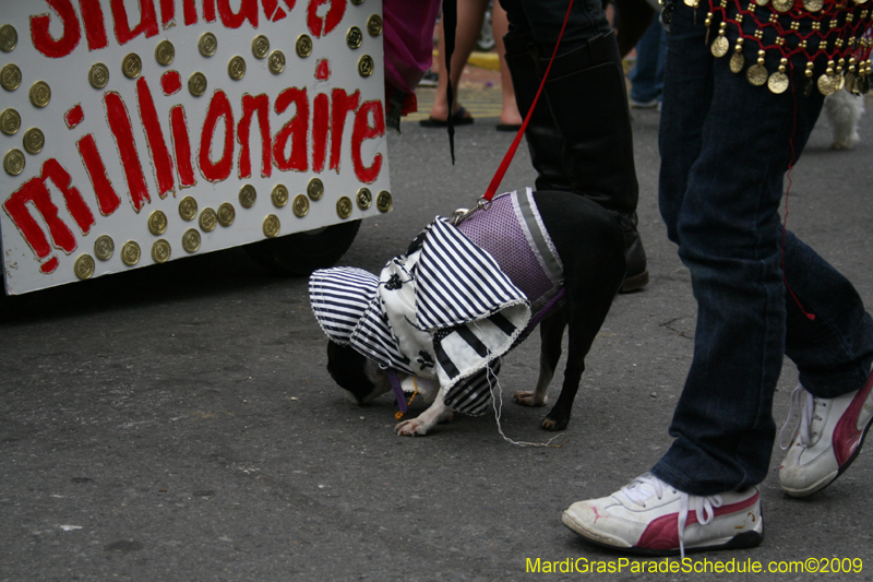 2009-Mystic-Krewe-of-Barkus-Mardi-Gras-French-Quarter-New-Orleans-Dog-Parade-0692