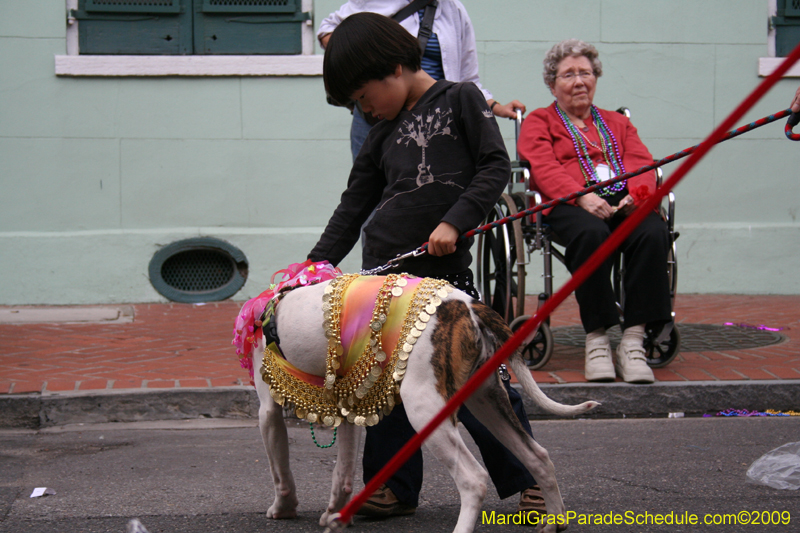 2009-Mystic-Krewe-of-Barkus-Mardi-Gras-French-Quarter-New-Orleans-Dog-Parade-0693