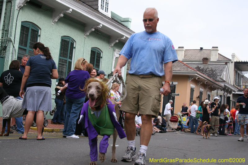 2009-Mystic-Krewe-of-Barkus-Mardi-Gras-French-Quarter-New-Orleans-Dog-Parade-0694