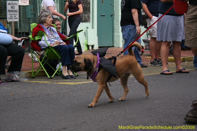 2009-Mystic-Krewe-of-Barkus-Mardi-Gras-French-Quarter-New-Orleans-Dog-Parade-0695