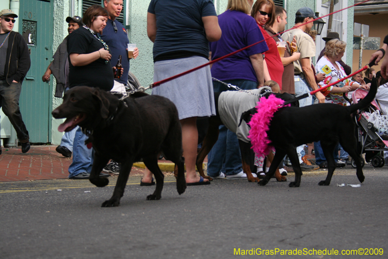 2009-Mystic-Krewe-of-Barkus-Mardi-Gras-French-Quarter-New-Orleans-Dog-Parade-0697