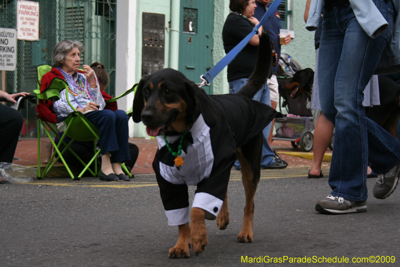 2009-Mystic-Krewe-of-Barkus-Mardi-Gras-French-Quarter-New-Orleans-Dog-Parade-0698