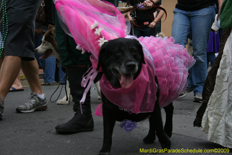 2009-Mystic-Krewe-of-Barkus-Mardi-Gras-French-Quarter-New-Orleans-Dog-Parade-0703