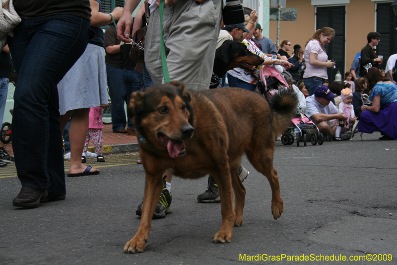 2009-Mystic-Krewe-of-Barkus-Mardi-Gras-French-Quarter-New-Orleans-Dog-Parade-0705