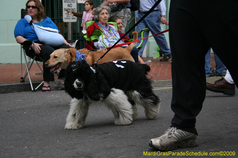 2009-Mystic-Krewe-of-Barkus-Mardi-Gras-French-Quarter-New-Orleans-Dog-Parade-0706