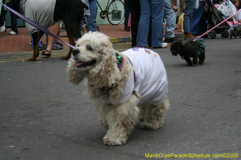 2009-Mystic-Krewe-of-Barkus-Mardi-Gras-French-Quarter-New-Orleans-Dog-Parade-0707