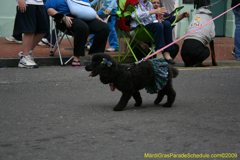 2009-Mystic-Krewe-of-Barkus-Mardi-Gras-French-Quarter-New-Orleans-Dog-Parade-0708