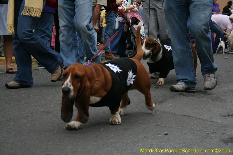 2009-Mystic-Krewe-of-Barkus-Mardi-Gras-French-Quarter-New-Orleans-Dog-Parade-0709