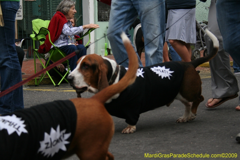 2009-Mystic-Krewe-of-Barkus-Mardi-Gras-French-Quarter-New-Orleans-Dog-Parade-0710