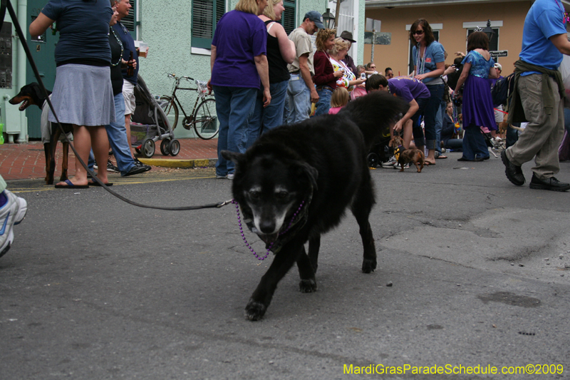 2009-Mystic-Krewe-of-Barkus-Mardi-Gras-French-Quarter-New-Orleans-Dog-Parade-0711