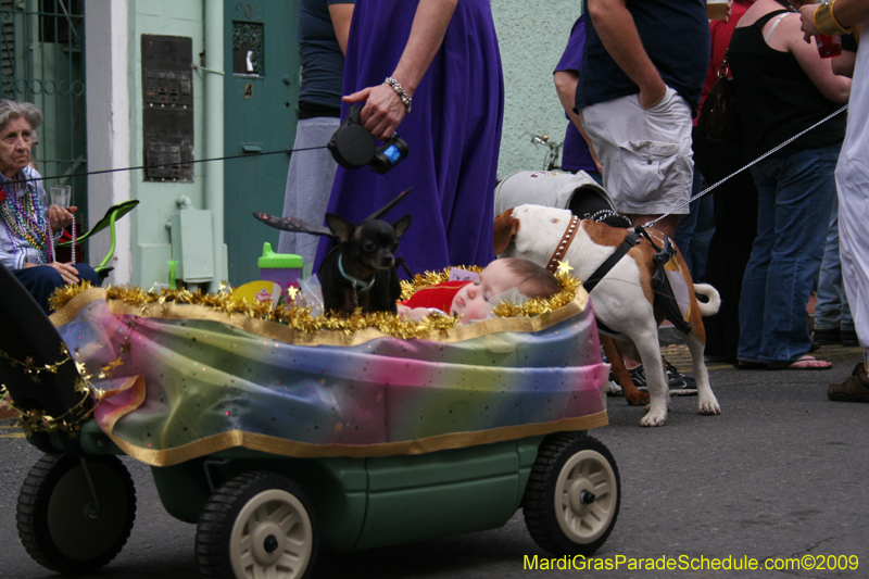 2009-Mystic-Krewe-of-Barkus-Mardi-Gras-French-Quarter-New-Orleans-Dog-Parade-0712