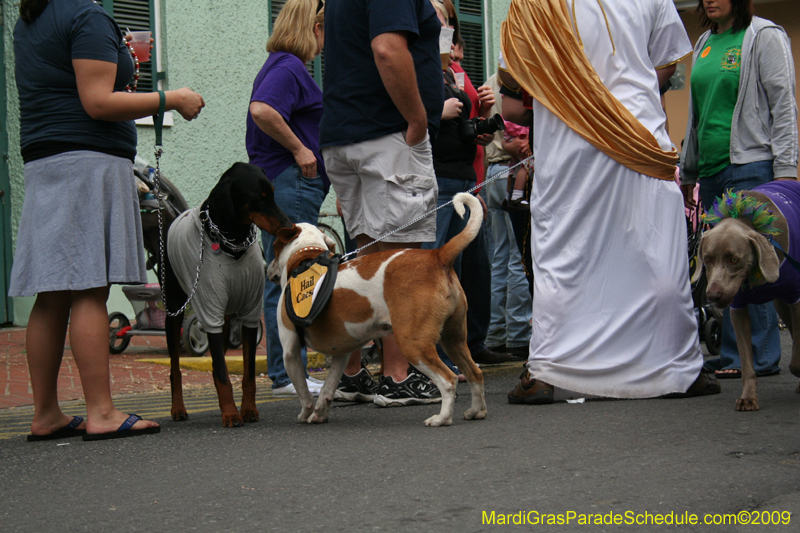 2009-Mystic-Krewe-of-Barkus-Mardi-Gras-French-Quarter-New-Orleans-Dog-Parade-0713