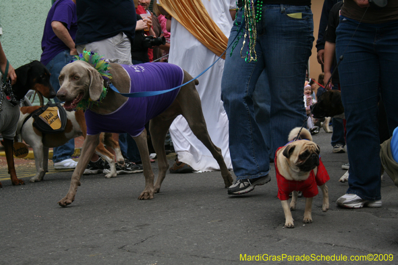 2009-Mystic-Krewe-of-Barkus-Mardi-Gras-French-Quarter-New-Orleans-Dog-Parade-0714