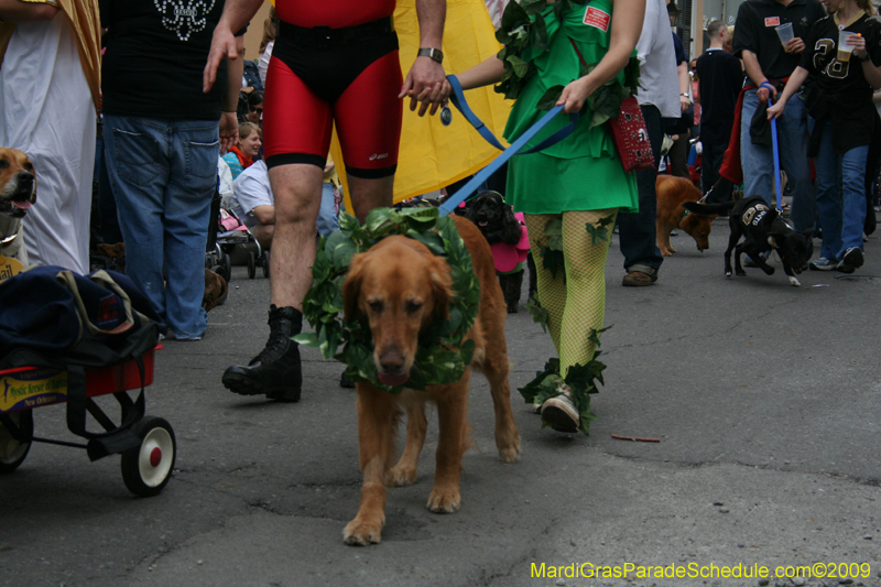 2009-Mystic-Krewe-of-Barkus-Mardi-Gras-French-Quarter-New-Orleans-Dog-Parade-0717