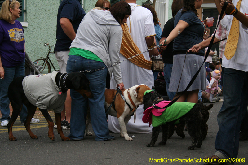 2009-Mystic-Krewe-of-Barkus-Mardi-Gras-French-Quarter-New-Orleans-Dog-Parade-0718