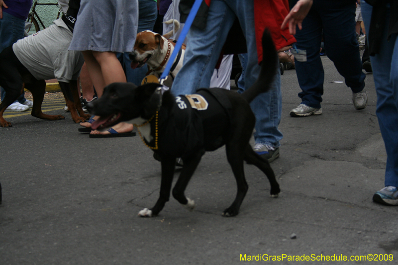 2009-Mystic-Krewe-of-Barkus-Mardi-Gras-French-Quarter-New-Orleans-Dog-Parade-0719